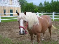 A mon avis peut importe la race il y a des chevaux ignobles dans chaque race j'ai eu une Haflinger et elle donnais tout son c�ur dans tout  se quelle...