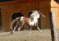 Ce cheval est un croisement entre un Paint Horse noir Tobiano et une Apaloosa red Roan. Les taches sur ses fesses sont assez particuli&egrave;res et il a la...