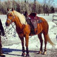 C'est pas si sp&eacute;cial mais ma jument est une Quarter Horse palomino mais elle est vraiment orange  

Et les crins blonds blancs !