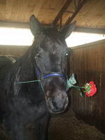 Mon cheval a jouer a l'acteur tentot!

Il s'est mis a me mettre les oreilles dans le crin a un point ou je me demandais ce qui ce passait avec mon...