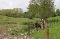 C'est un concept de paddock qui oblige les chevaux a bouger beaucoup et sur des terrains vari&eacute;s; roche, passer par dessus des branches,...