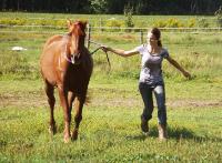 C'est ta 2e ann&eacute;e donc tu connais d&eacute;j&agrave; le roulement et la routine de ton programme. Si tu songes &agrave; acheter un cheval, c'est que tu estimes que le...