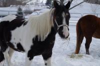 Et j'en ai une autre que je trouve assez originale.. une paint horse noire tobiano avec &ugrave;ne longue crini&egrave;re blanche. Chacune de ses taches noires...