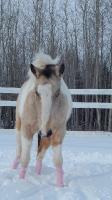 Voici Lacey, paint horse de 4 ans maintenant, buckskin tobiano.. Je sais pas si c'est rare mais on en voit pas souvent
