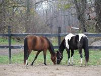 Je remets &agrave; jour... 
J'ai toujours ma paint horse, mais maintenant, mon conjoint a aussi un Canadian Sport Horse qui vient s'ajouter &agrave; la famille....