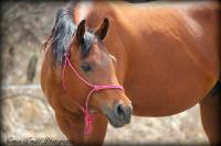 Whiz a Jess,
Quarter Horse
Chex Hollywood Style,
Quarter Horse
Lign&eacute;e Reining/Cutting
Mont-Tremblant