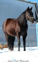 Arbons Easy Cash
Quarter Horse
Chex Hollywood Style
Quarter Horse
Lign&eacute;e Reining/Cutting/Course
Mont-Tremblant