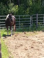 Salut je suis en pension pivé et il reste de la place avc du monde tranquil.Beaucoup de trails et deux manèges ext.pension intérieur les chevaux sont...