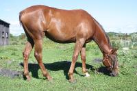 Salut!
Je sais que le post date un peu, mais ma pouliche est une Irish Draught Sport Horse, partbred enregistrée, son père est un pur TB (Harvest...