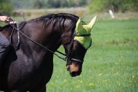 J'ai une histoire un peu particulière avec mon poulain de 5 ans, Standarbred sorti des courses. L'été dernier alors qu'on commençait les petits...