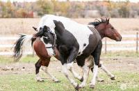 Cherokee est plut&ocirc;t LBE (Le cheval LBE se caract&eacute;rise par une personnalit&eacute; espi&egrave;gle, &eacute;nergique, volontaire, parfois d&eacute;sob&eacute;issant, dominant. Ces...
