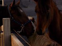 J'ai visit&eacute; une &eacute;curie pendant que j'&eacute;tais en processus d'achat d'un cheval, l&agrave;-bas, il y avait une pouliche arabe tr&egrave;s tr&egrave;s typ&eacute;e, avec un petit...