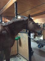 Le sujet date, mais il y a une jument &agrave; mon ecurie par nistan. Elle a fait du dressage niveau 3 en floride, maintenant elle fait plus de la rando et...