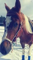 moi jai eu des standerdbred , un clydesdale x Qh  mais jai maintenant mon poulain paint horse enregistrer