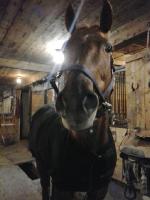 C'est dur à dire, ça dépend un peu de ta ponette aussi ! Oui ça se passe bien au champ, mais elle est probablement encore à chercher sa place dans le...