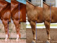 Tu fais bien de mentionner la race, car les races avec de grosses ossatures grandissent jusqu'&agrave; 6 ans. Tandis qu'un quarter horse va atteindre sa...