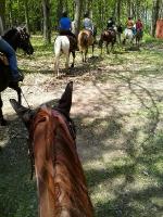 Plus western, il y a Ranch 5-55, Ranch S Martin, acad&eacute;mie &eacute;questre cl&eacute;nibelle et l'&eacute;curie s&eacute;lect.
Plus classique, il y a les &eacute;curies &Eacute;quinocks (qui...