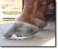 Bravo pour ta patience! Parce que &ccedil;a prend un an de bons soins pour refaire les pieds d'un cheval. C'est difficile de ne pas se d&eacute;courager, alors je...