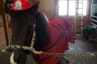 Bonjour!

Je voulais faire suite &agrave; ce post...

En fin de compte nous avons opt&eacute; pour une ponette de 13 mains d'une quinzaine d'ann&eacute;es que nous...