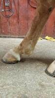 Les polos, bandes elastisques, polos escadron, saratoga!