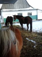 J'ai une photo, ou on voit mes 3 chevaux . ici .. mais c'est le cheval brun, qui tourney la tete, vous pouvez peut etre zommer la photo et voir...
