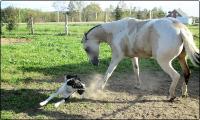 Quand la nouvelle jument est arriv&eacute;e, la chienne a &eacute;galement r&eacute;ussi par finir &agrave; la choquer