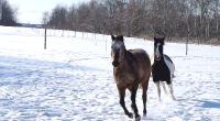 Ici ils ont environ 400 par 200 pieds en hiver. C'est plus grand que la moyenne je crois alors je ne vous dirais pas qu'il s'agit du minimum ! 

La...