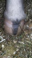 Et sur cette photo un cheval qui N'A PAS re&ccedil;u de min&eacute;ral pendant 6 semaines. La muraille &eacute;tait vraiment moins &eacute;paisse, au toucher il y avait une...
