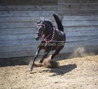 Le cheval des photos est un turbo friesian