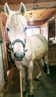 Bonjour Skip0907,
Je me reconnais beaucoup dans vos questionnements. Mon cheval va avoir 18 ans en mai et il fait depuis plusieurs ann&eacute;es de...