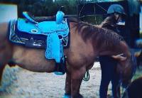 Merci pour vos r&eacute;ponse, son ancienne propri&eacute;taire a retrouver des papiers de v&eacute;t&eacute;rinaire et c'est effectivement un Quarter Horse Red dun
