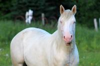 Bientot 2 ans que le cheval de ma vie ma quitt&eacute;e  
Je peux te dire que c'est encore difficile! Je compatie avec ta douleur  
Repose en paix...
