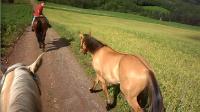 Toi et kyrielle avez vraiment d&eacute;crit mon cheval qui est d&eacute;c&eacute;d&eacute; il y a quelques ann&eacute;es. Je l'ai eu &agrave; 3 mois et demi et je le rentrait m&ecirc;me dans la...