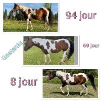 Voilà un peut une petite évolution et vous vos jument