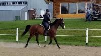 SG Shiraz
Demi sang 5 ans
Par NG Gazanova (Gazal Al Shaqab) maintenant vendu en Europe. 
Maman TB x
