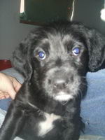 j'ai eu un leonberg de 4ans 1/2 mais maintenant j'ai une chienne de 7 semaines labrador X shnauzer geant elle s'appelle maya