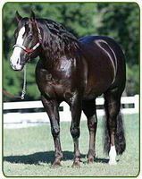J'ai une jument quater horse de lign&eacute;e Pine et je viens de l'accoupler avec Chocolate Chic Olena de Smart Chic Olena, il est super, c'est ce que je...