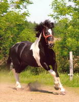 Oui, nous avons achet&eacute;s un cheval Percheron x paint qui provenait de l'encan et bien entendu on ne sais rien sur son pass&eacute; et on ne peut pas...