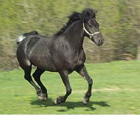 &Agrave; l'&eacute;levage o&ugrave; ma pouliche est en pension,  4 poulains sont attendus (2 poneys et 2 chevaux). 
J'attends particuli&egrave;rement la naissance du b&eacute;b&eacute; de...