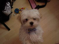 moi c'est un bichon maltais c'est un male rt il s'appelle Flofy