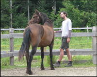 Une pouliche curly x frison x canadien bai  pangar&eacute;