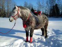 Le mien est un p'tit Percheron a robe grise pommel&eacute;e pis dans pas long il sera tout blanc!