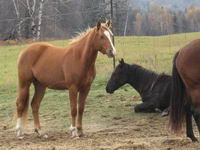 Hunny 1/2 qh, 1/4 arabe et 1/4 canadien, alezan couleur miel au crin lav&eacute;e (ou d&eacute;lav&eacute; )
