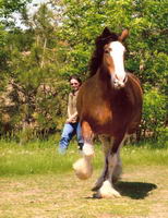 Mon cheval pr&eacute;f&eacute;r&eacute;, c'est ma jument Joly. C'est une Clydesdale de 9 ans et je l'ai depuis un peu plus de 2 ans. Elle est vraiment calme et elle adore...