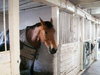 Moi c'est le cheval a mon chum. Il s'apelle Rhum Pomme c'est un Belgium Warmblood age de 13 ans. Il est vraiment super gentil, s't'un gros nounours!...
