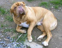 gros chien super sympathique!