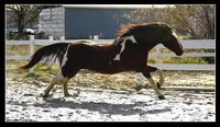 Paint Horse!