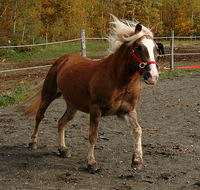 J'ai un Haflinger (X?) et un Quarter Horse enr   .

&Ccedil;a c'est mon hafli, Sirocco.