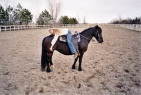 Moi c'est ma jument Suzie, une petite Canadienne, c'est mon deuxi&egrave;me cheval mais je la consid&egrave;re comme ma premi&egrave;re vue que l'autre je ne l'ai pas eu...