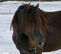 Mon cheval est un canadien
